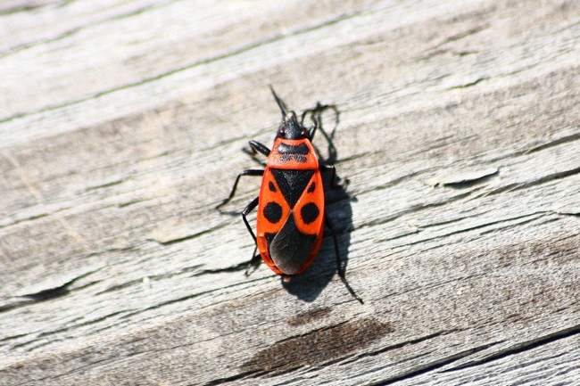 Pyrrhocoris apterus f. pennata della Lombardia